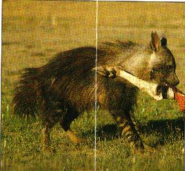 Sorry about that white line... Anyway, brown hyenas are my favourite kind of hyena!!!!