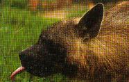 This hyena want to know more about the one who made this marking!