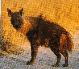 A cute and nice picture of a brown hyena! Do you really think that this animal is dangerous, evil and bloodythirsty? 